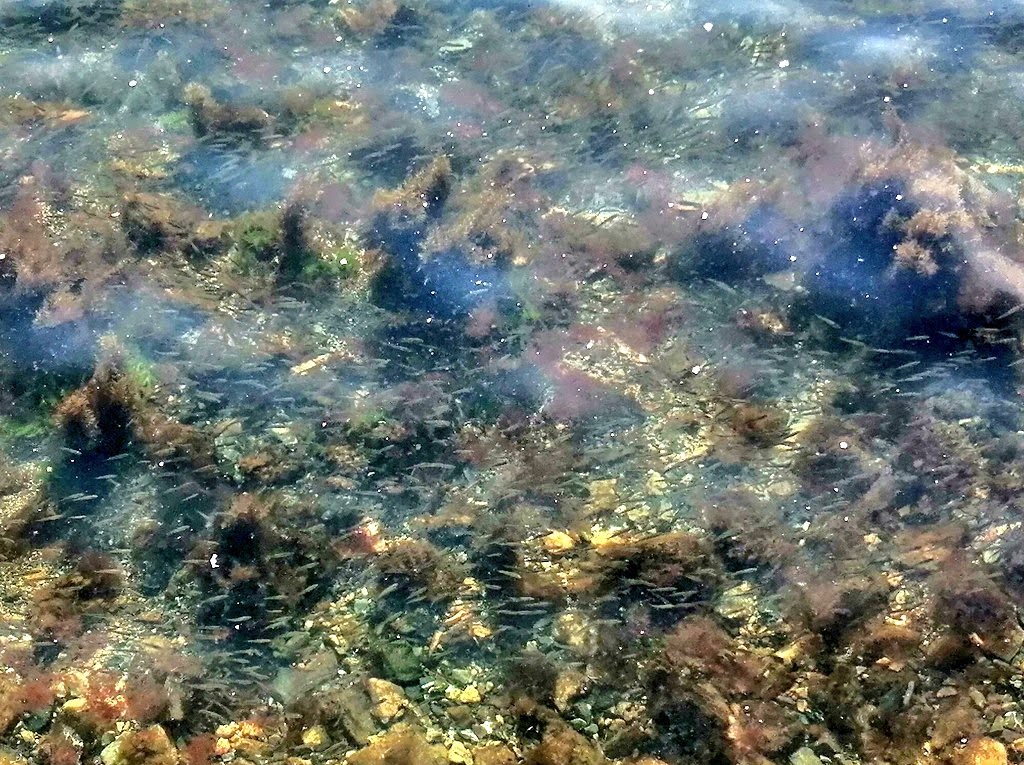 トルコのボスポラス海峡では魚も見えるほど水がきれい